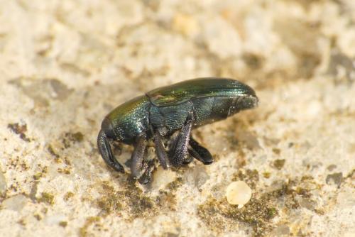Aulacobaris coerulescens
